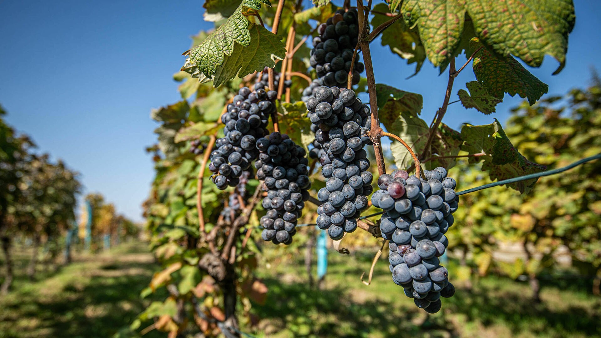 Rijeka Crnojevića Wine Tour Montenegro